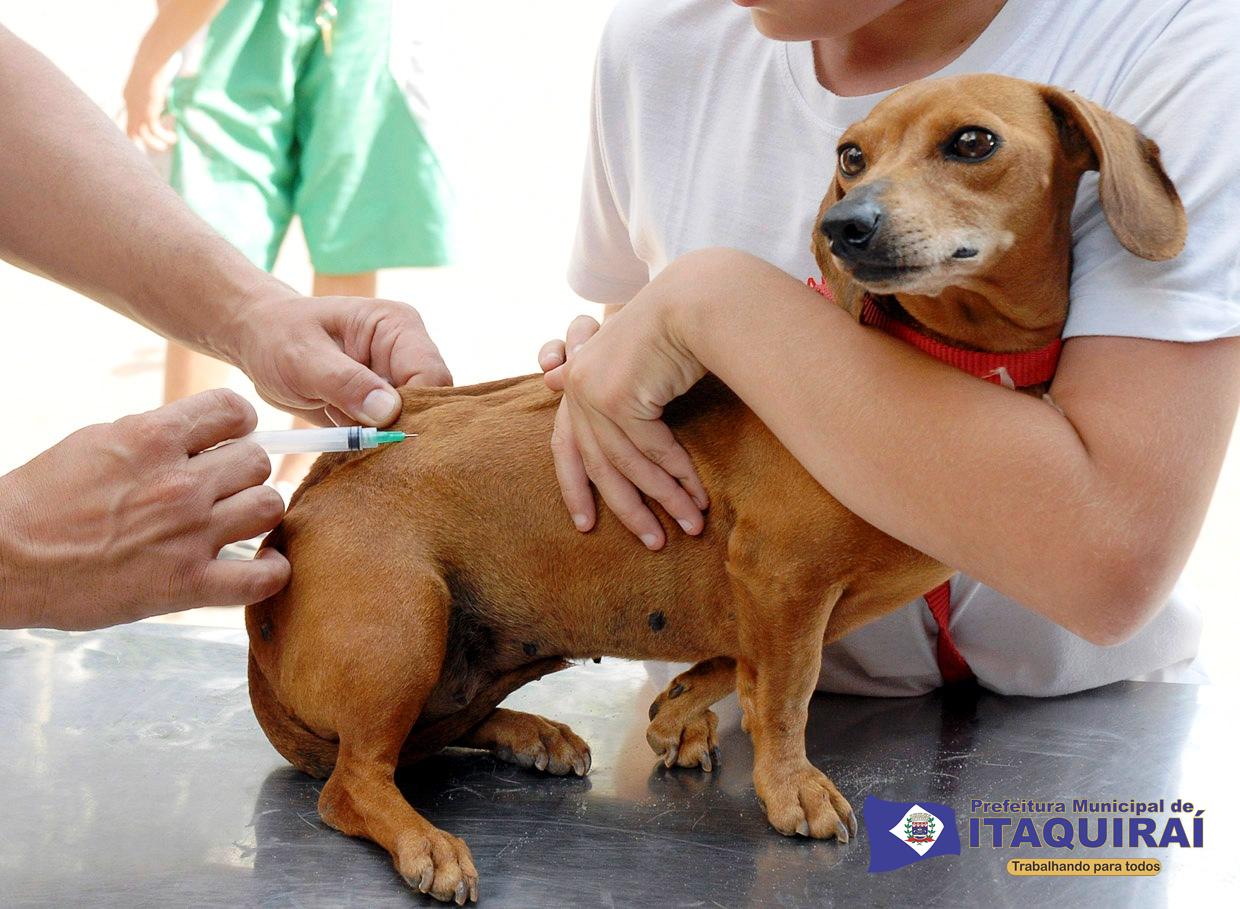 Vigilância Sanitária fará vacinação de cães e gatos de 21 a 25 de agosto, em regiões do Indaiá e Sul Bonito