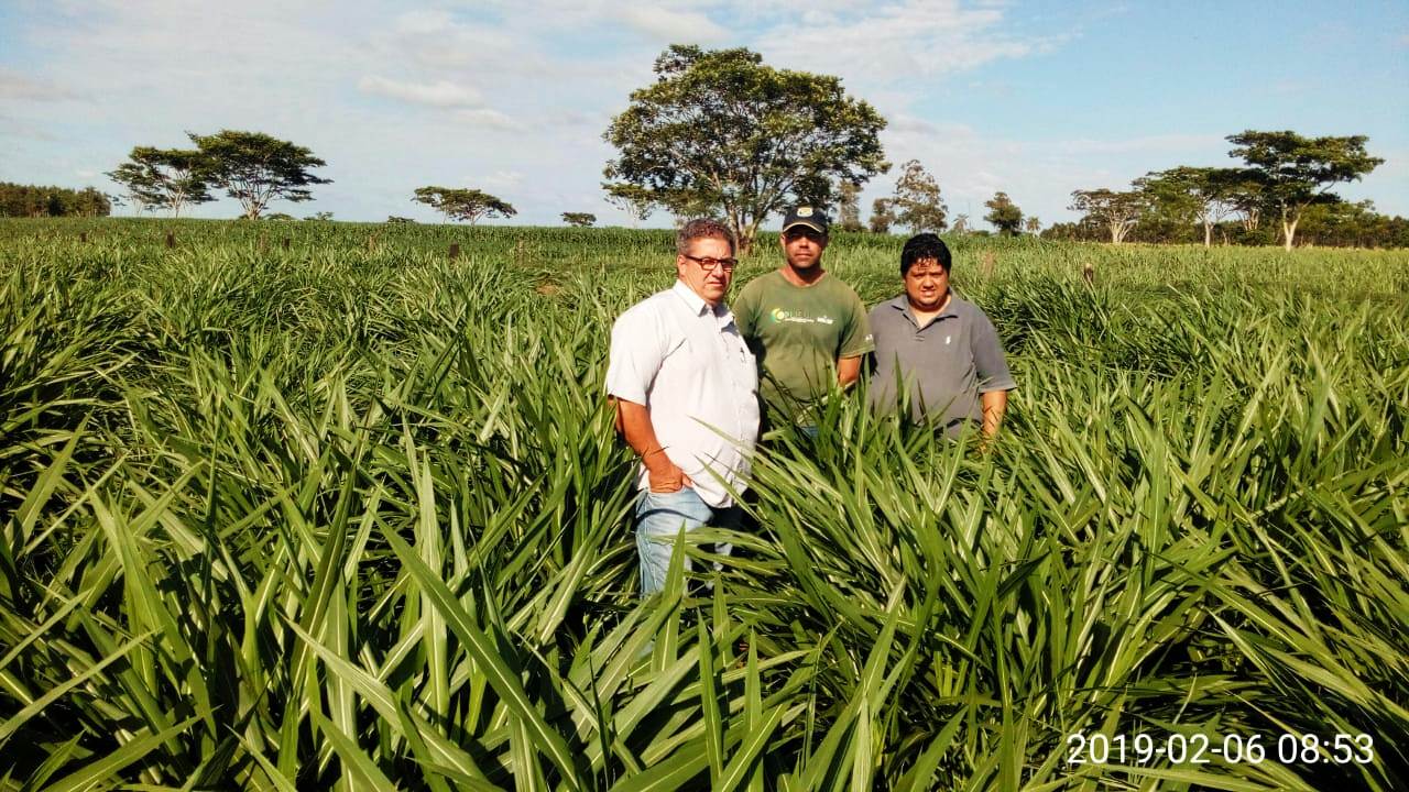 Prefeitura de Itaquiraí incentiva o plantio de capim Kurumi em apoio à bacia leiteira