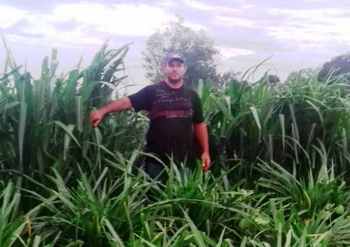 Prefeitura de Itaquiraí incentiva o plantio de capim Kurumi em apoio à bacia leiteira
