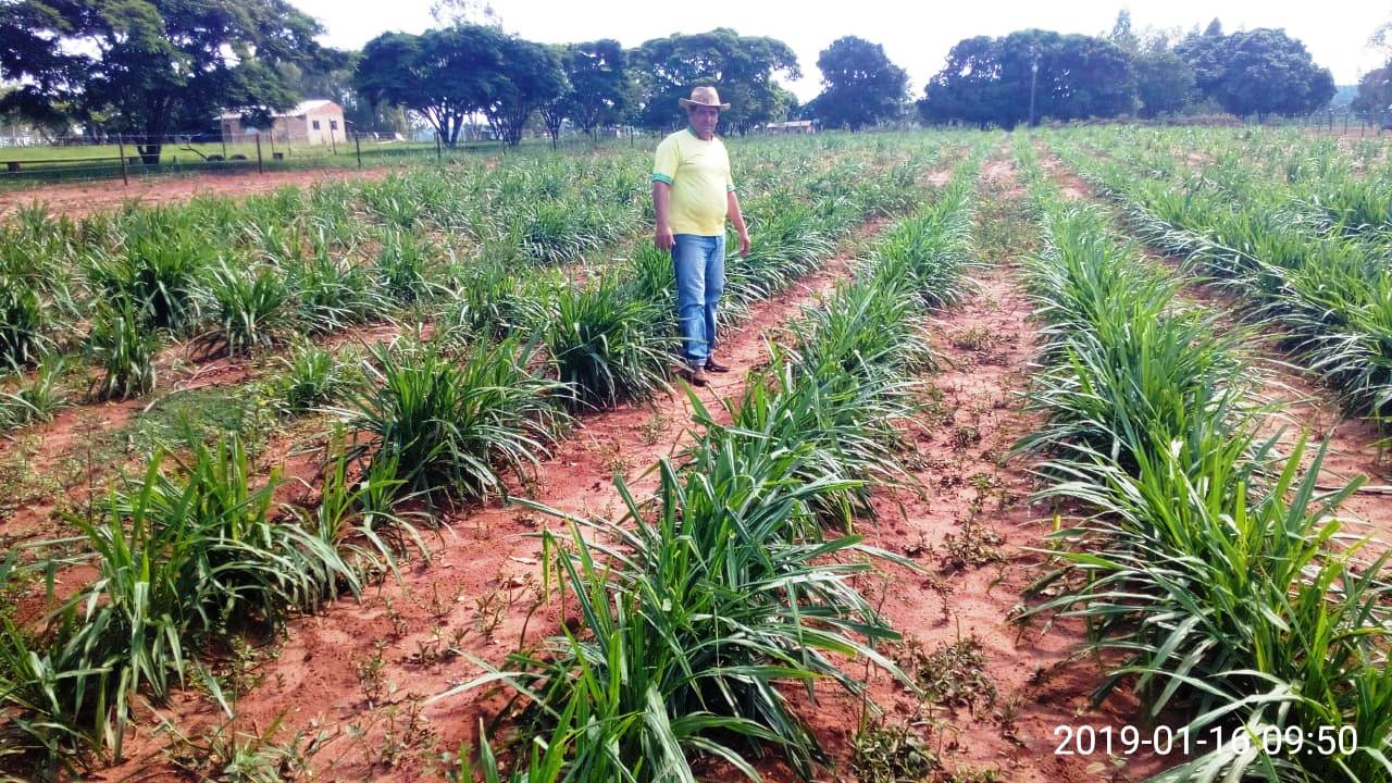 Prefeitura de Itaquiraí incentiva o plantio de capim Kurumi em apoio à bacia leiteira