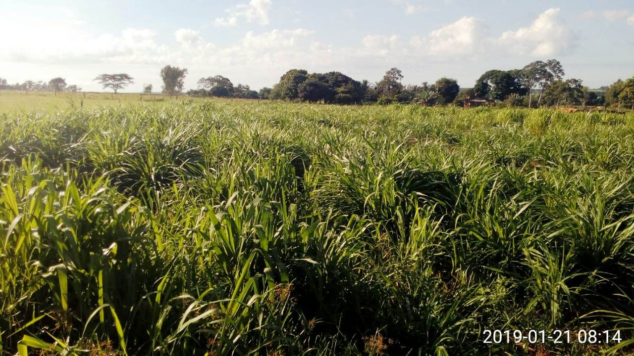Prefeitura de Itaquiraí incentiva o plantio de capim Kurumi em apoio à bacia leiteira