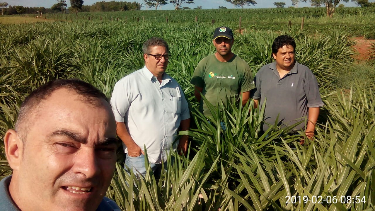 Prefeitura de Itaquiraí incentiva o plantio de capim Kurumi em apoio à bacia leiteira