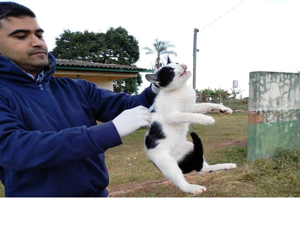 Visa de Itaquiraí vacina 2.753 cães e gatos em campanha antirrábica na zona rural