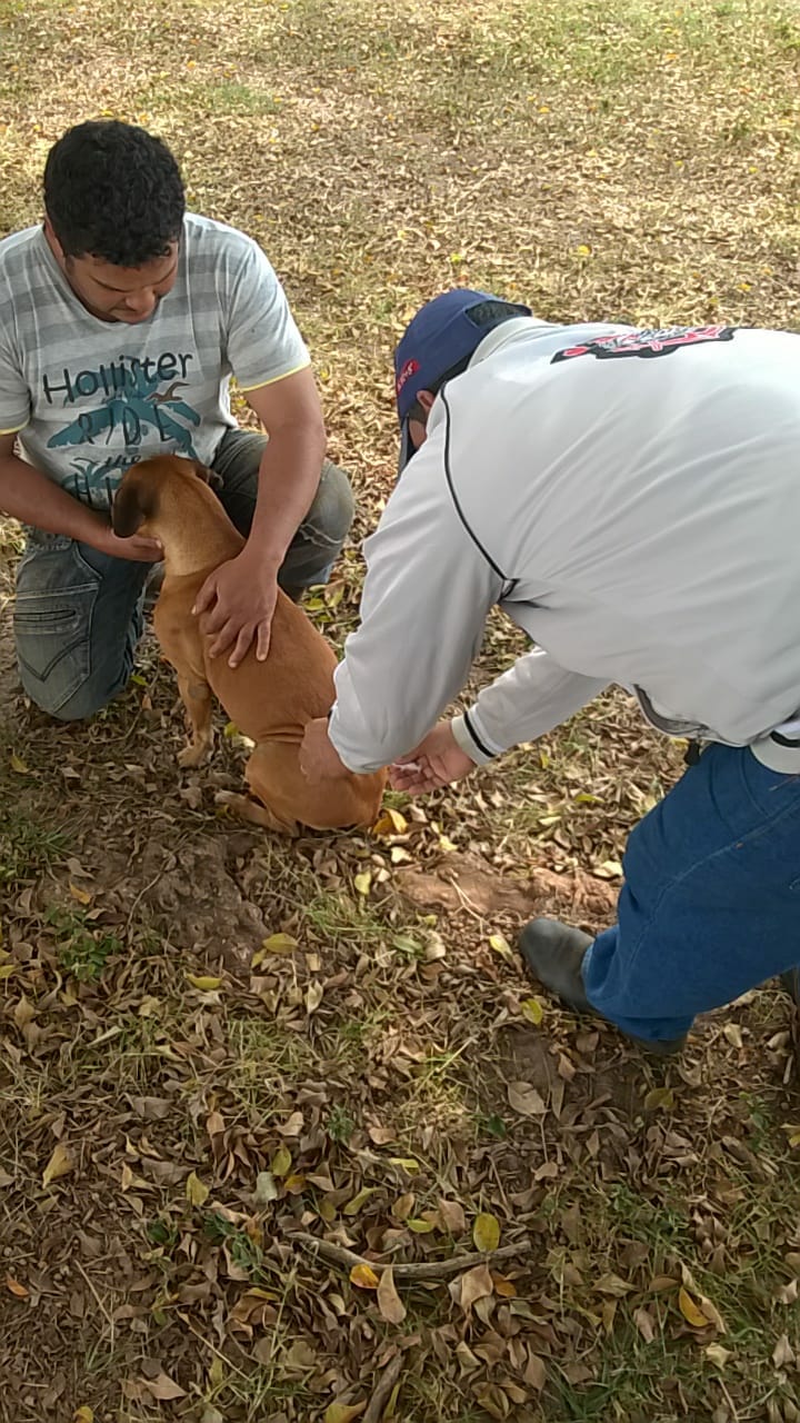 Visa de Itaquiraí vacina 2.753 cães e gatos em campanha antirrábica na zona rural
