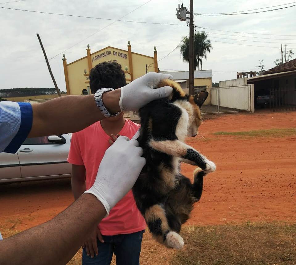 Visa de Itaquiraí vacina 2.753 cães e gatos em campanha antirrábica na zona rural