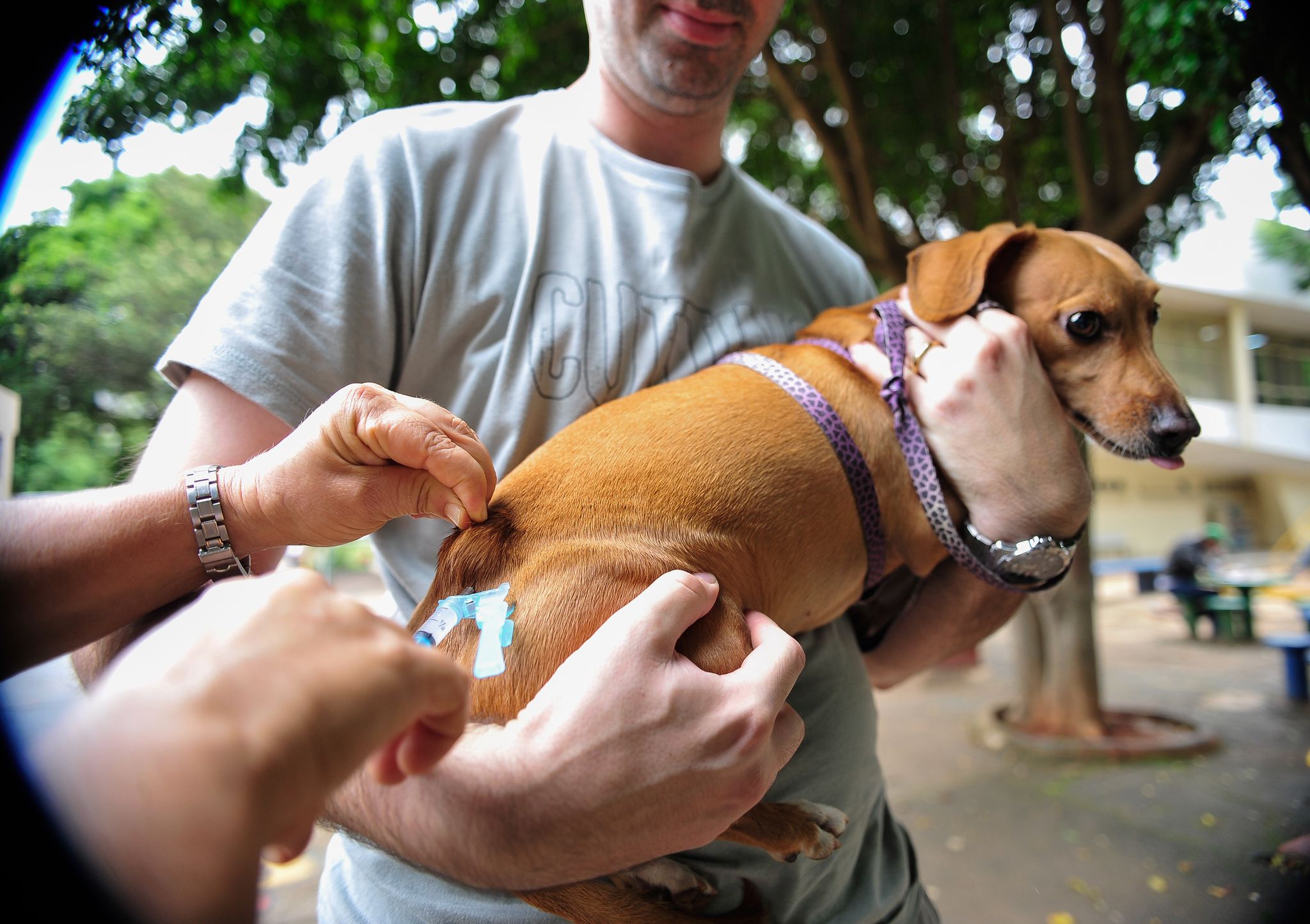 Vigilância Sanitária define cronograma para a vacinação de cães e gatos na zona rural