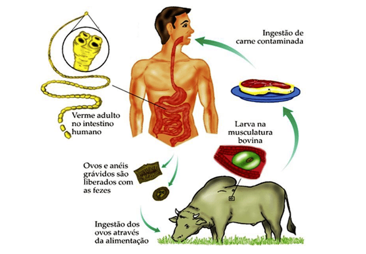 Visa de Itaquiraí faz alerta sobre consumo de produtos de origem animal para evitar cisticercose
