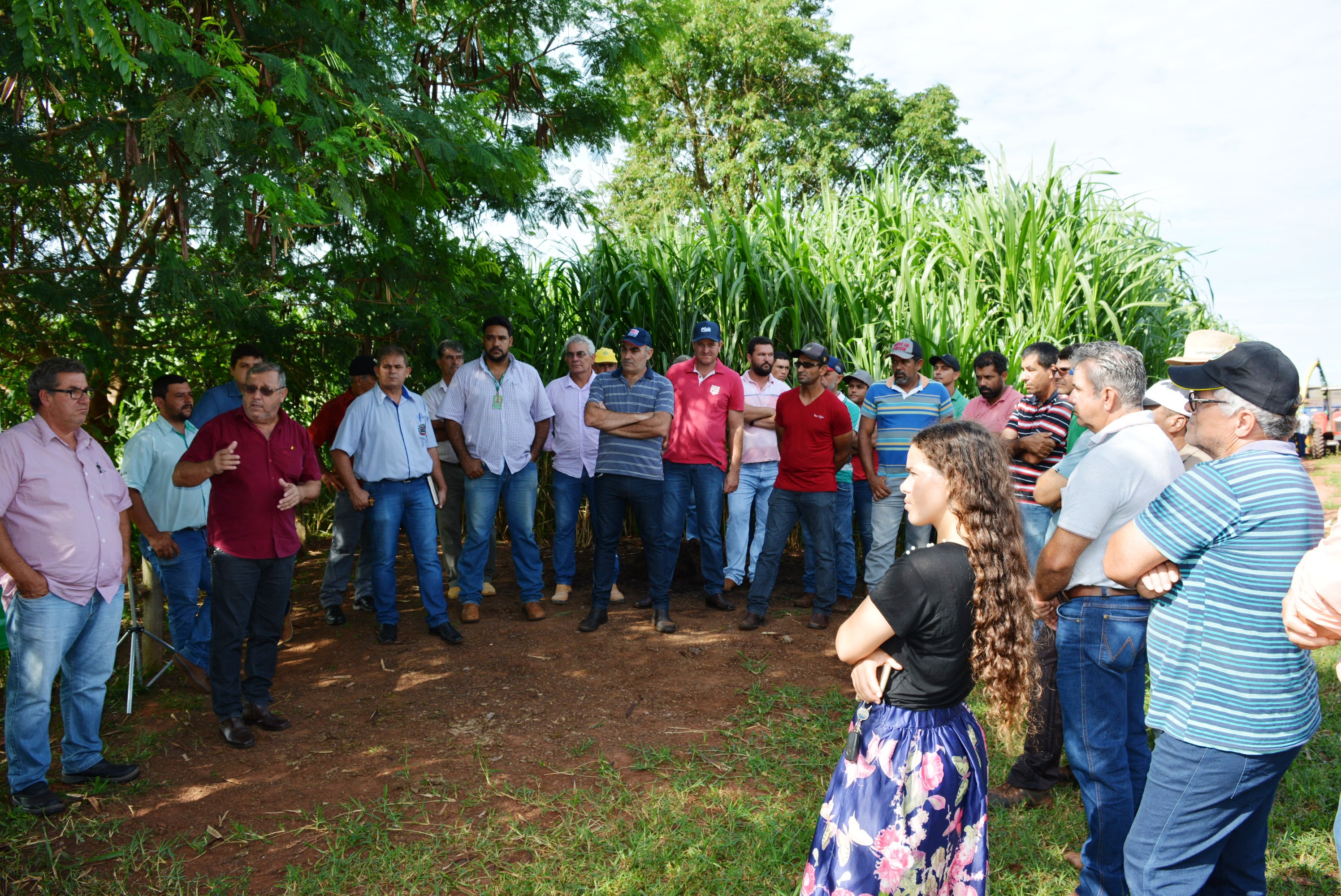 Em “Café com o produtor” Prefeitura de Itaquiraí apresenta o sucesso dos capins capiaçu e kurumi