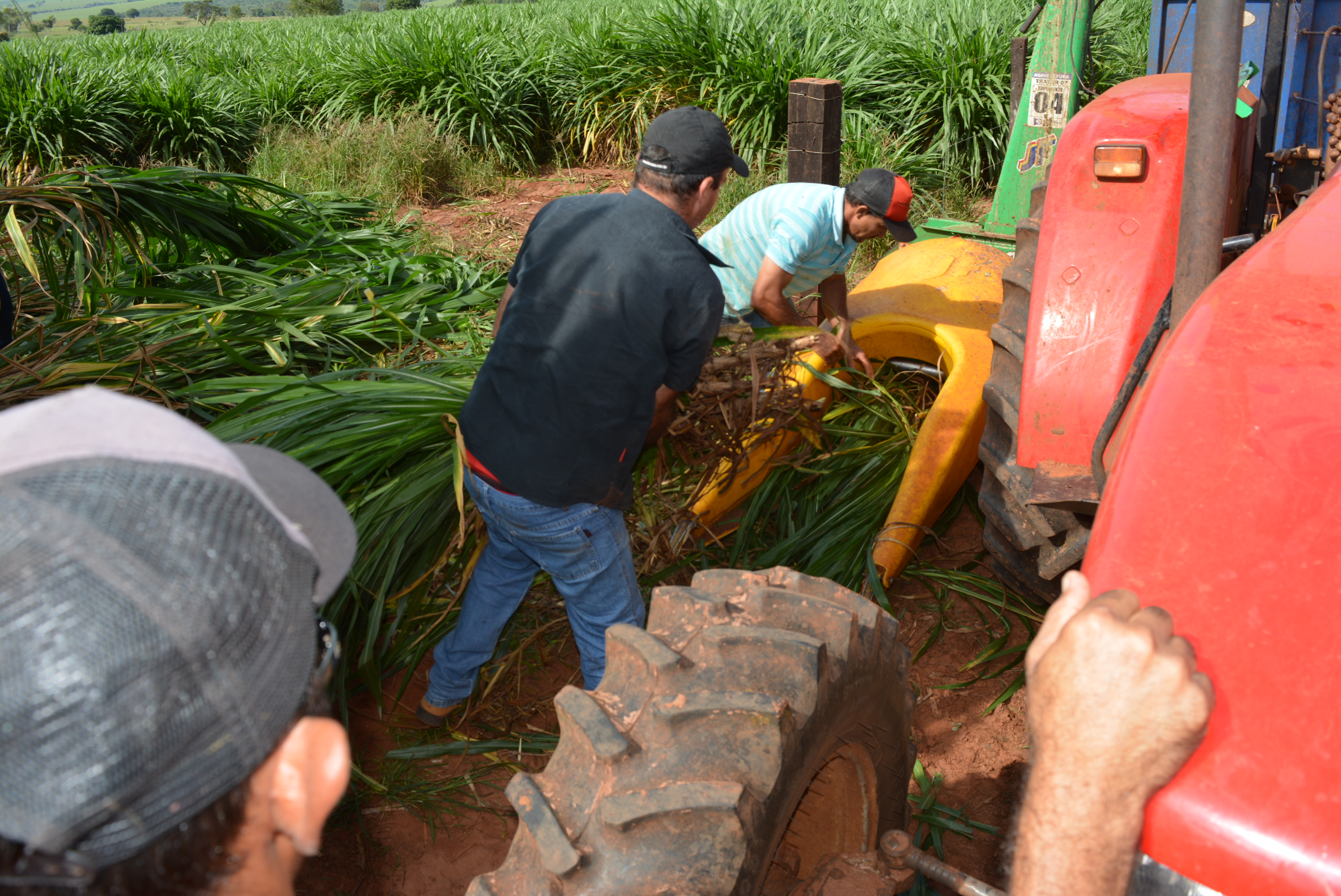 Em “Café com o produtor” Prefeitura de Itaquiraí apresenta o sucesso dos capins capiaçu e kurumi