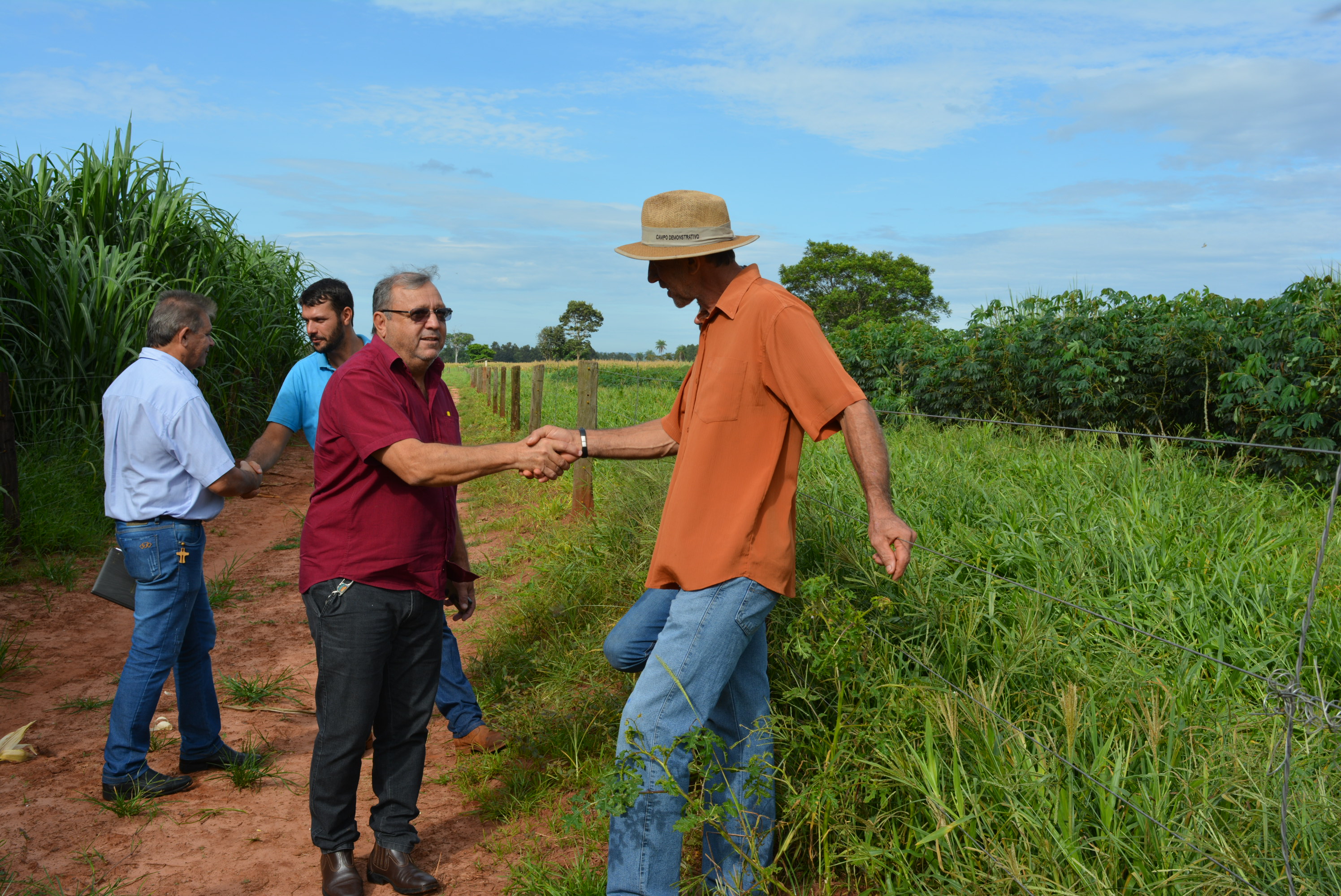 Em “Café com o produtor” Prefeitura de Itaquiraí apresenta o sucesso dos capins capiaçu e kurumi