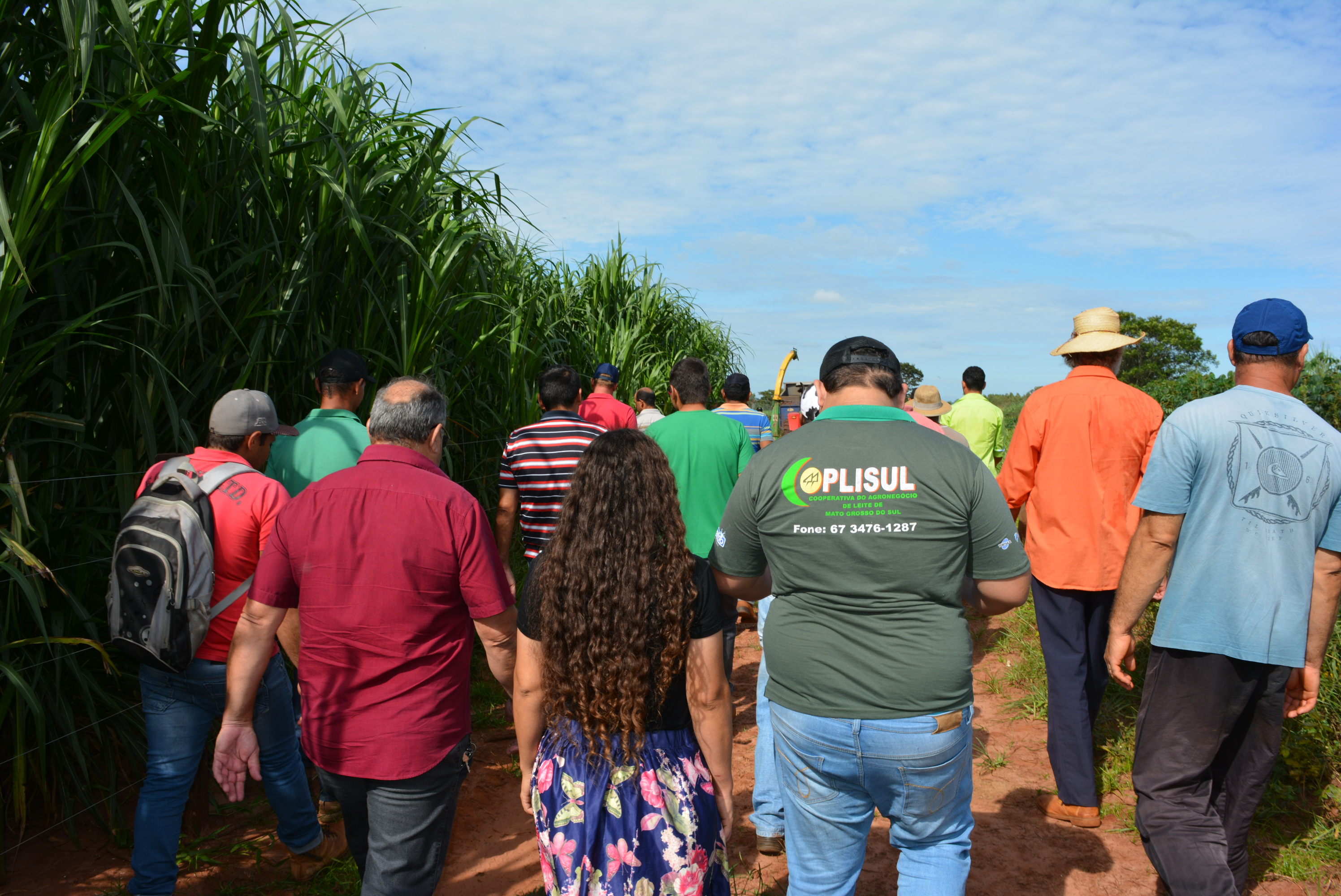 Em “Café com o produtor” Prefeitura de Itaquiraí apresenta o sucesso dos capins capiaçu e kurumi