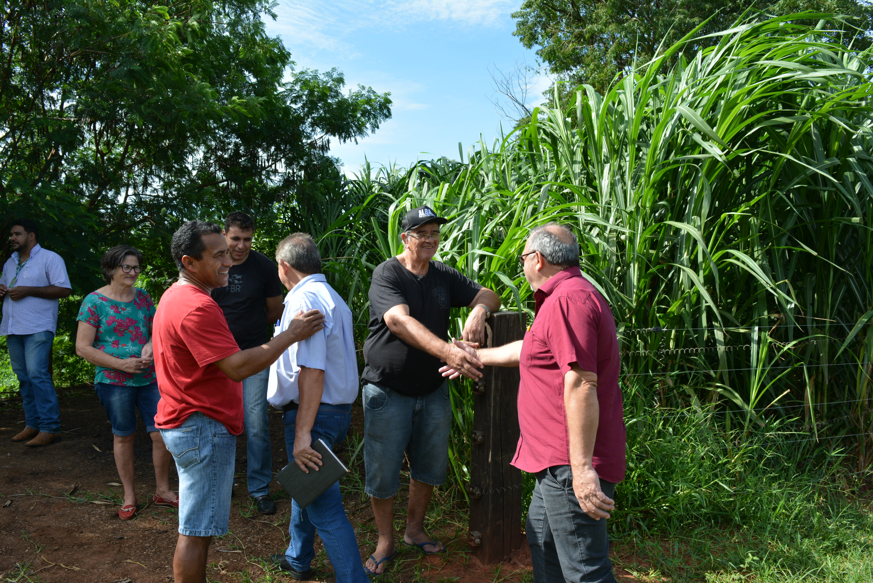 Em “Café com o produtor” Prefeitura de Itaquiraí apresenta o sucesso dos capins capiaçu e kurumi