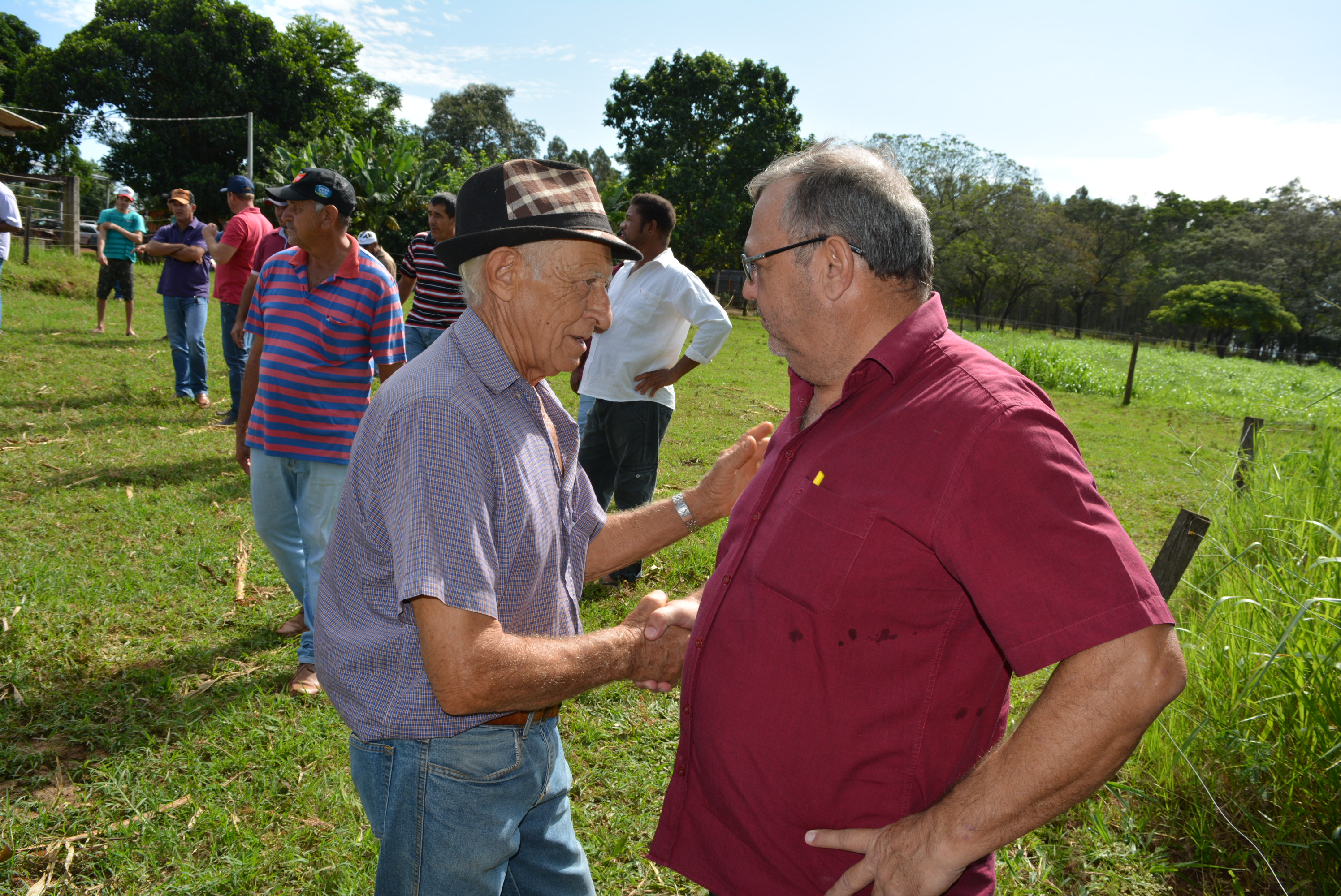 Em “Café com o produtor” Prefeitura de Itaquiraí apresenta o sucesso dos capins capiaçu e kurumi