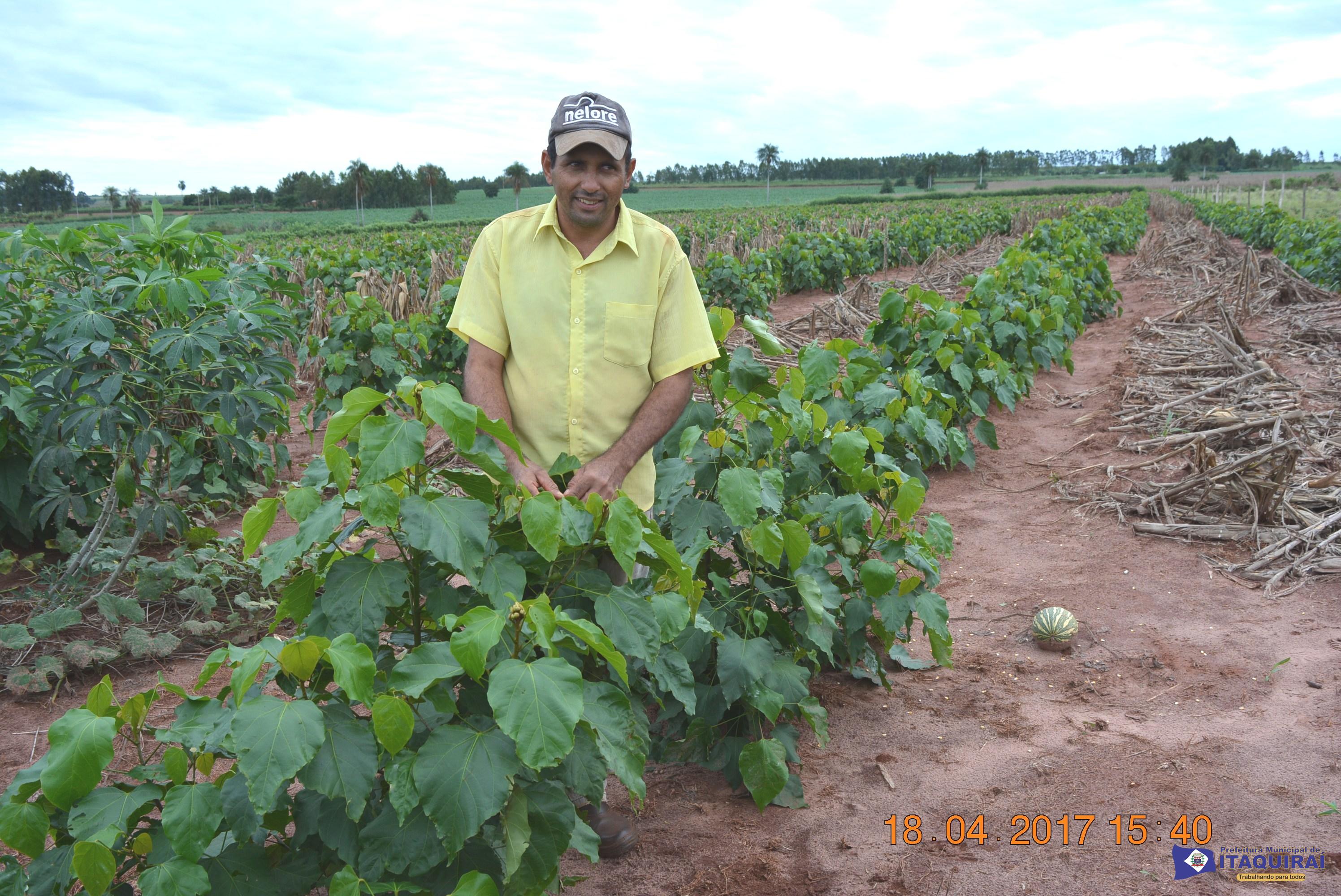 Prefeitura de Itaquiraí incentiva o plantio de urucum como diversificação da produção nos assentamentos