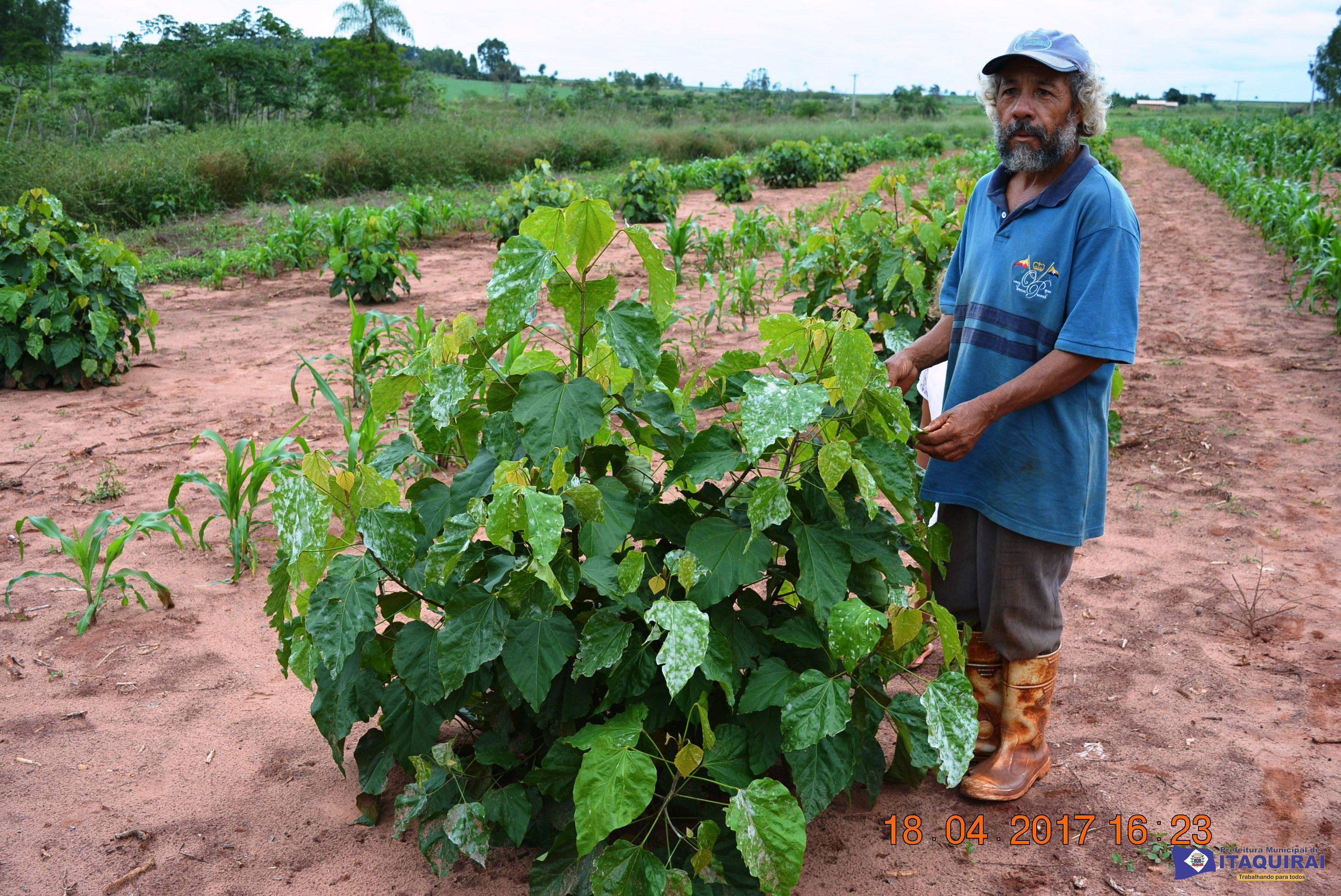 Prefeitura de Itaquiraí incentiva o plantio de urucum como diversificação da produção nos assentamentos