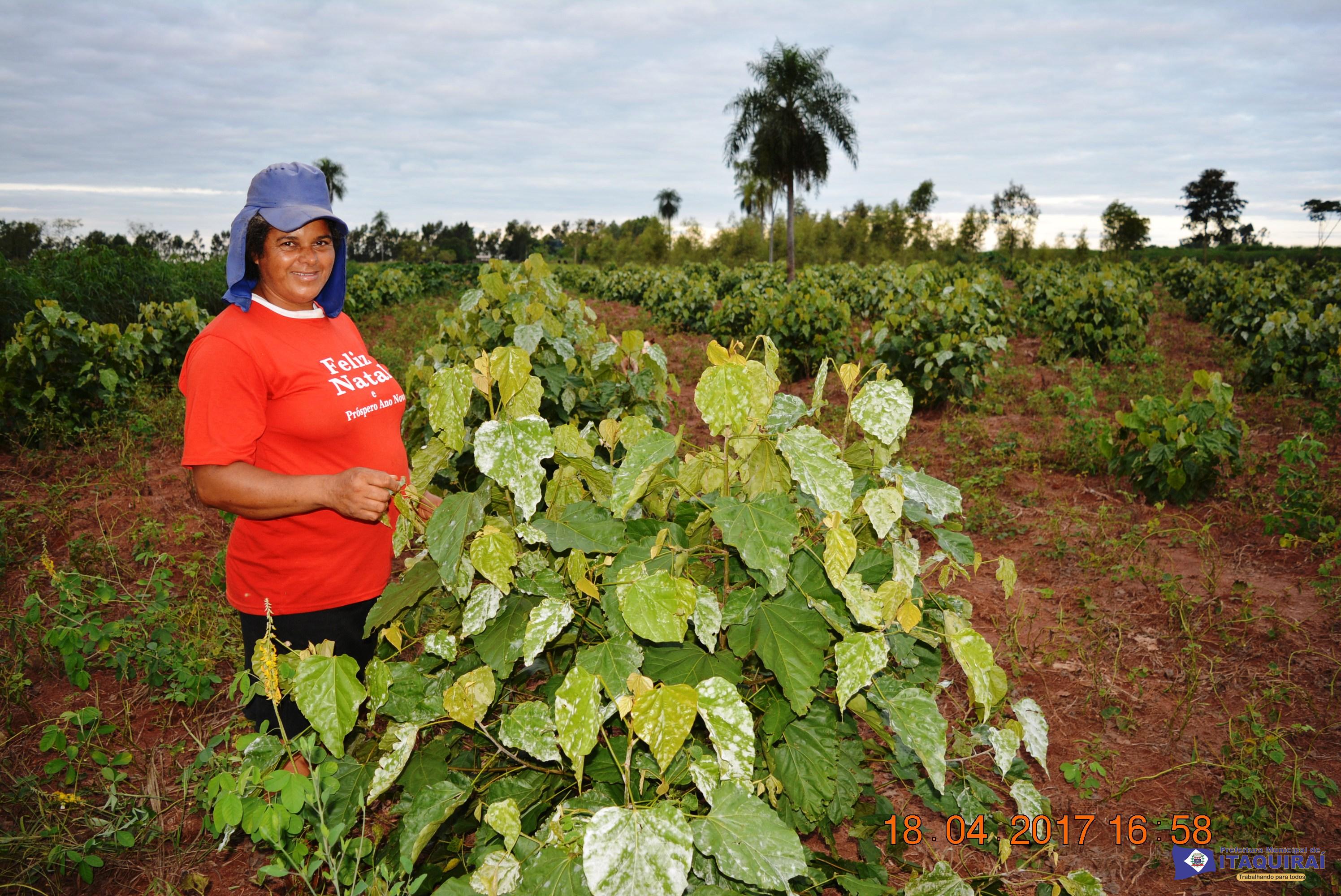 Prefeitura de Itaquiraí incentiva o plantio de urucum como diversificação da produção nos assentamentos
