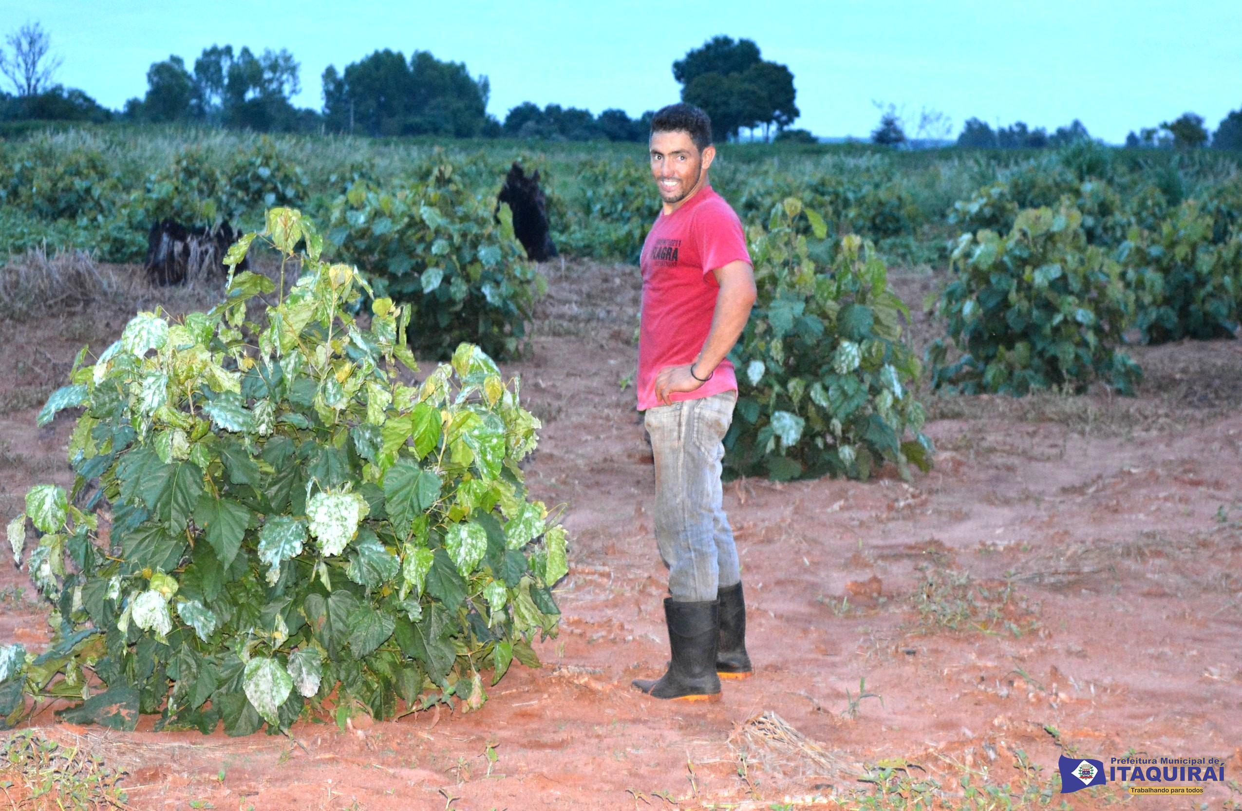 Prefeitura de Itaquiraí incentiva o plantio de urucum como diversificação da produção nos assentamentos