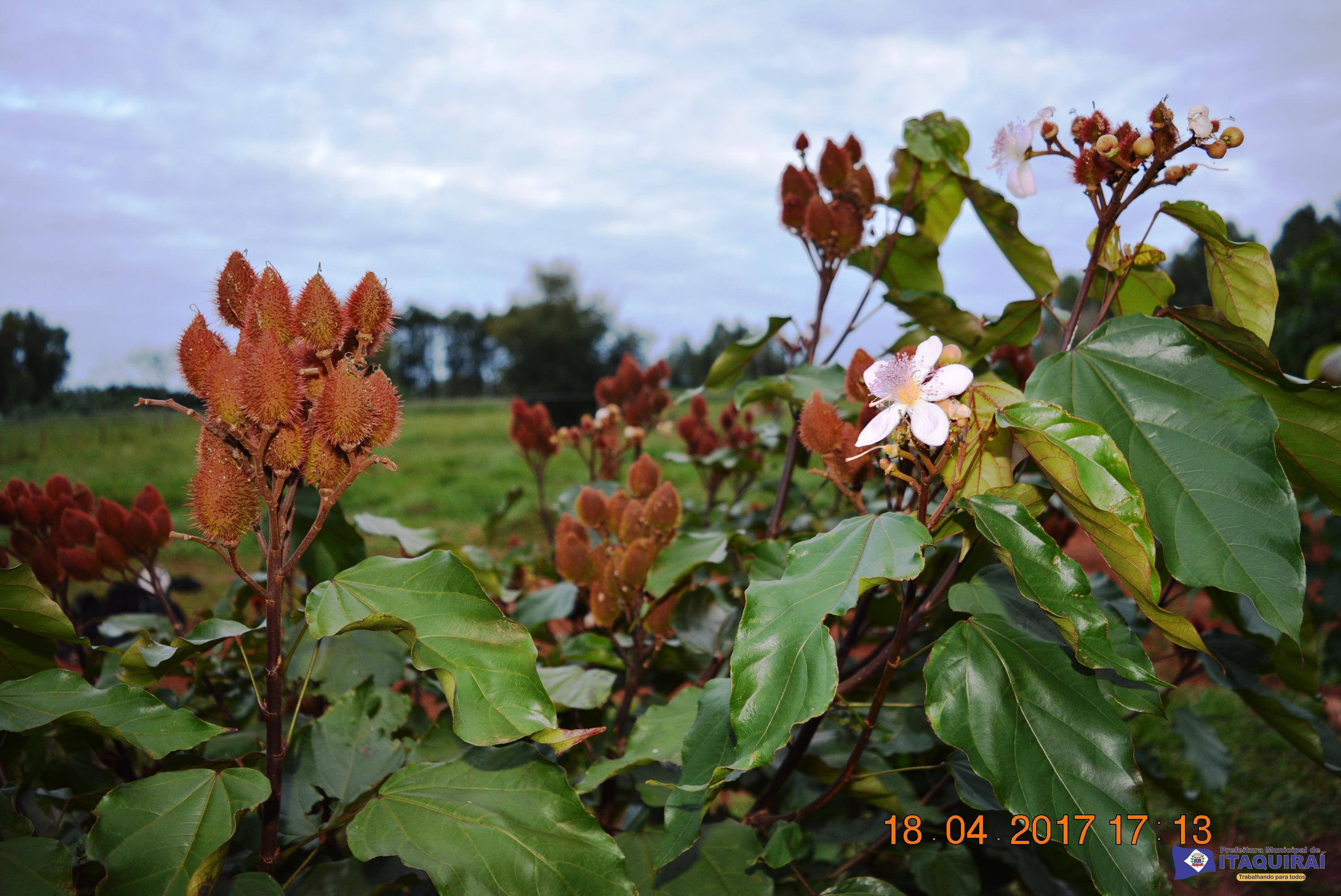 Prefeitura de Itaquiraí incentiva o plantio de urucum como diversificação da produção nos assentamentos
